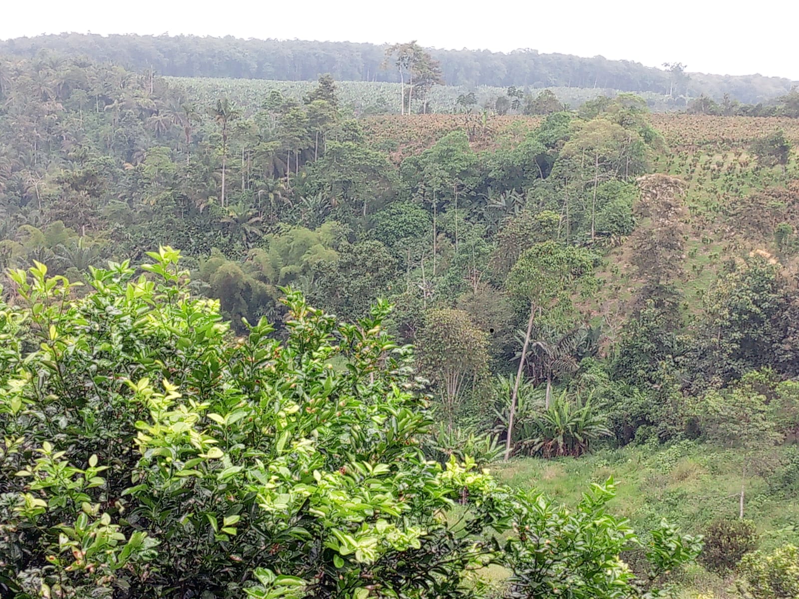 Finca frutal con vista al valle