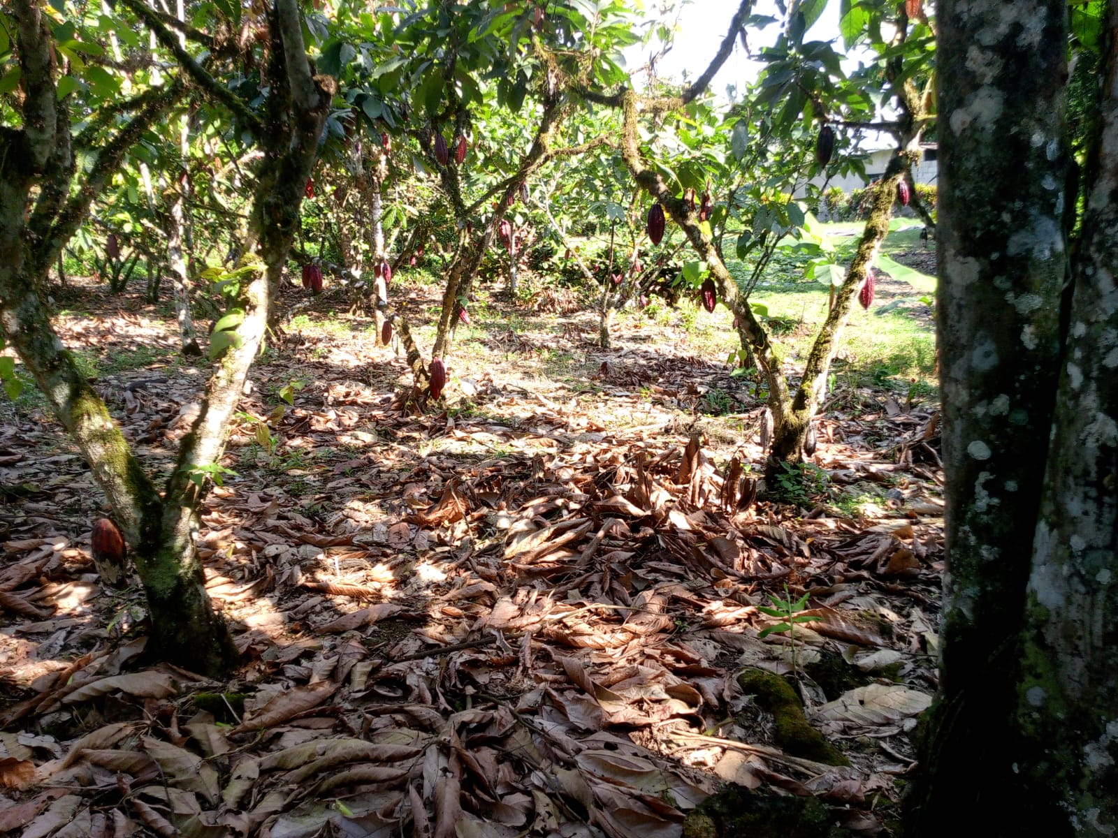 Fincas y terrenos productivos