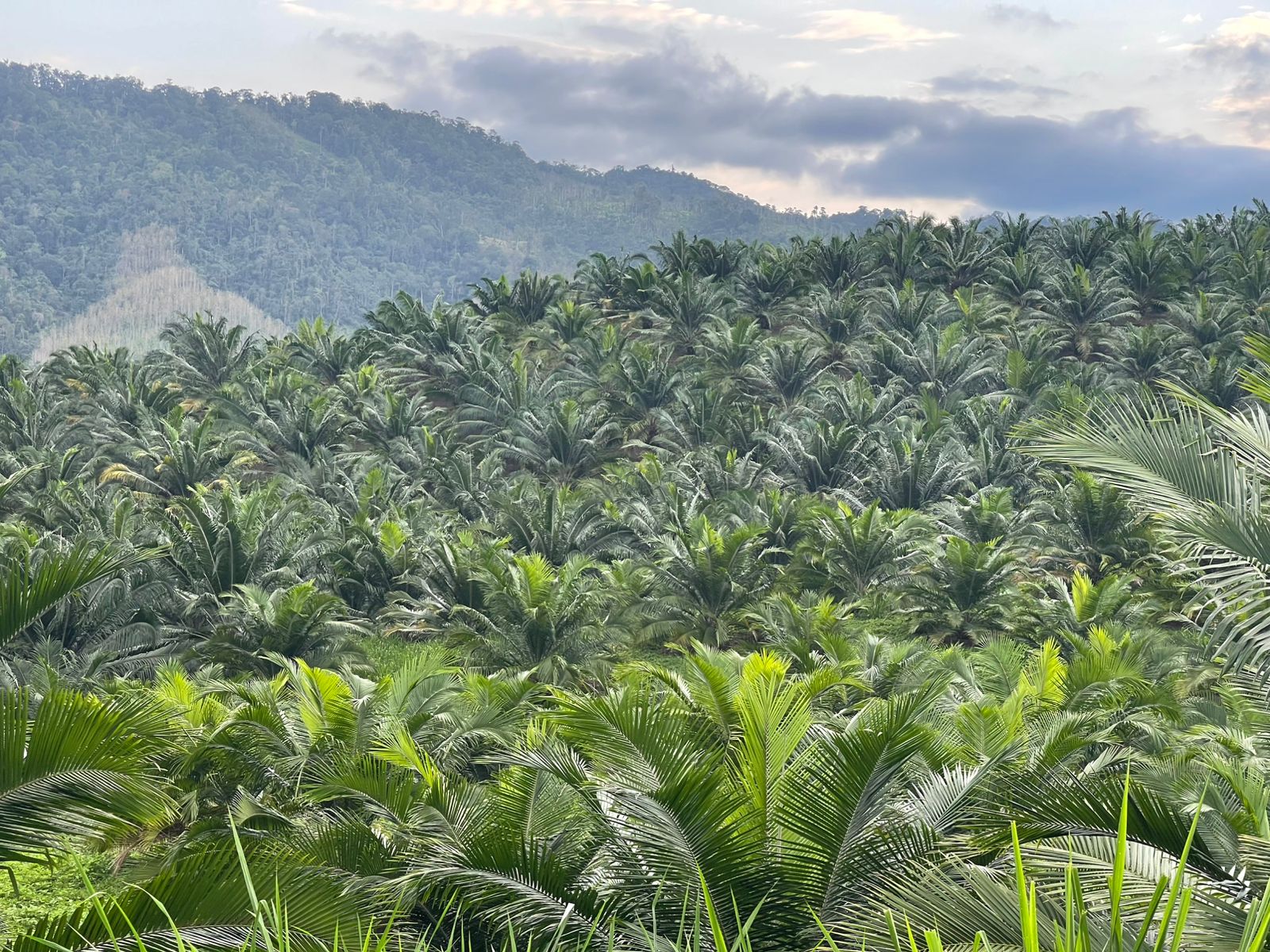 Plantación de palma africana